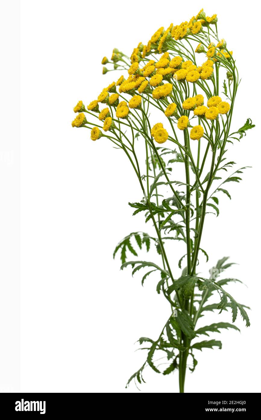 I fiori della pianta medicinale di tansy, lat. Tanacetum vulgare, isolato su sfondo bianco Foto Stock
