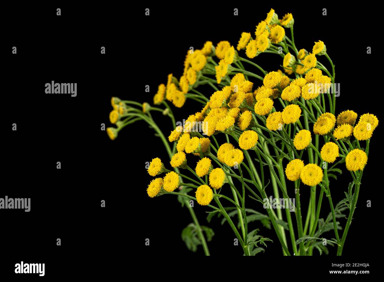 Fiori la pianta medicinale di tansy, lat. Tanacetum vulgare, isolato su sfondo nero Foto Stock
