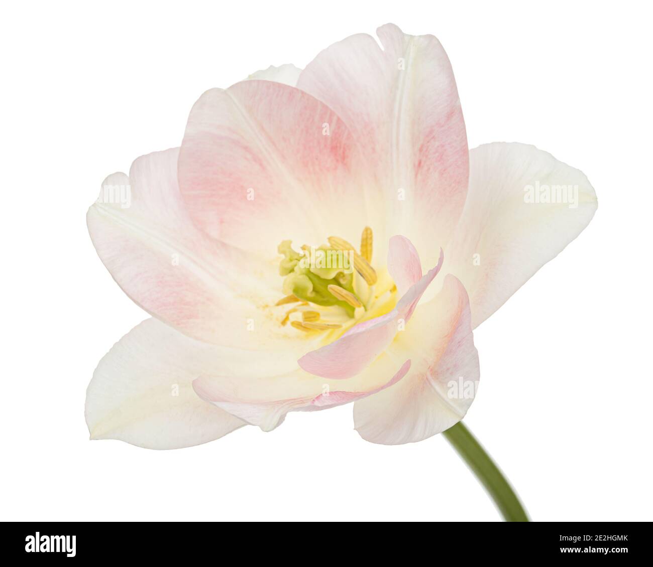 Fiori rosa di tulipano Angelique, isolati su sfondo bianco Foto Stock