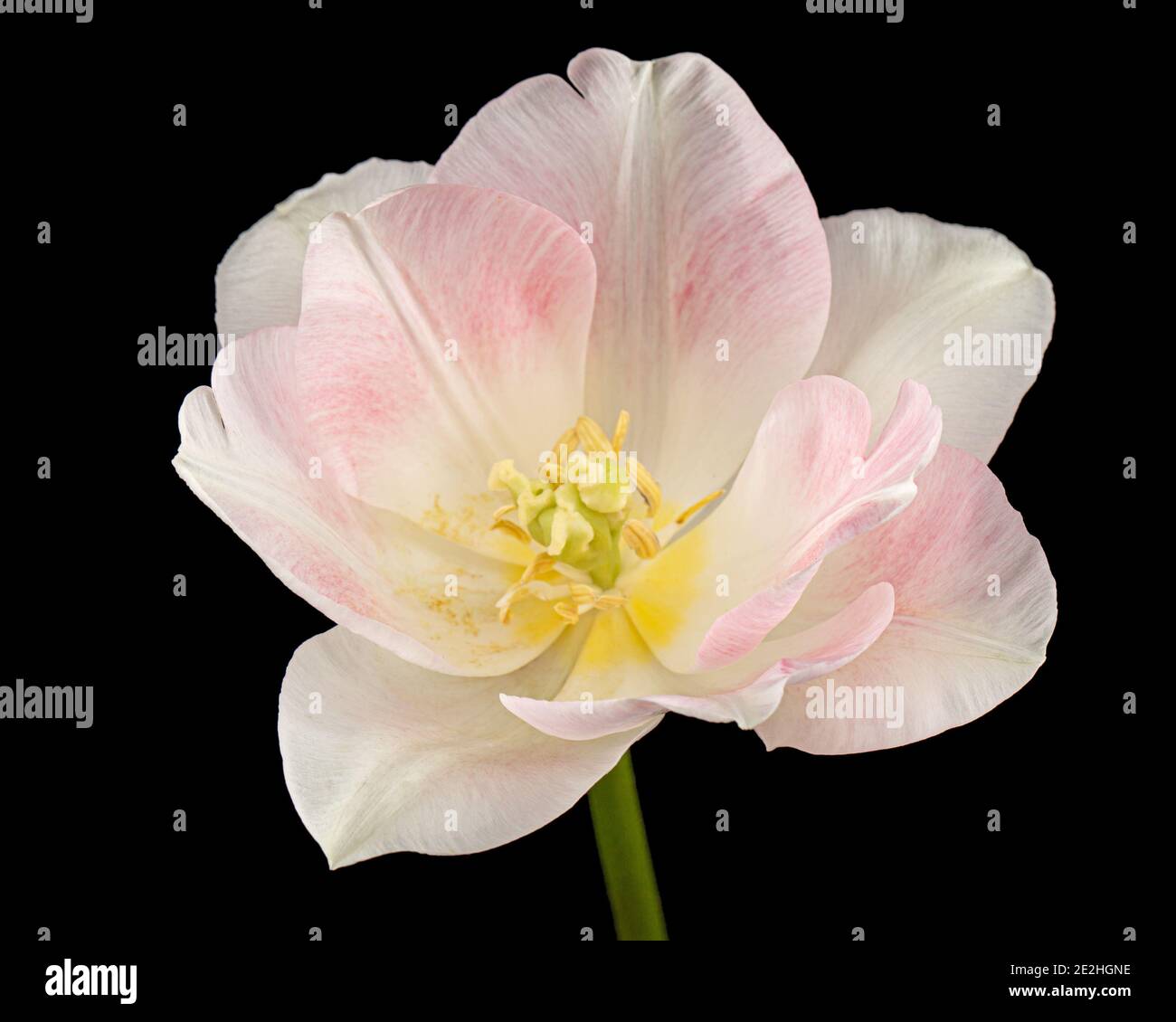 Fiori rosa di tulipano Angelique, isolati su sfondo nero Foto Stock