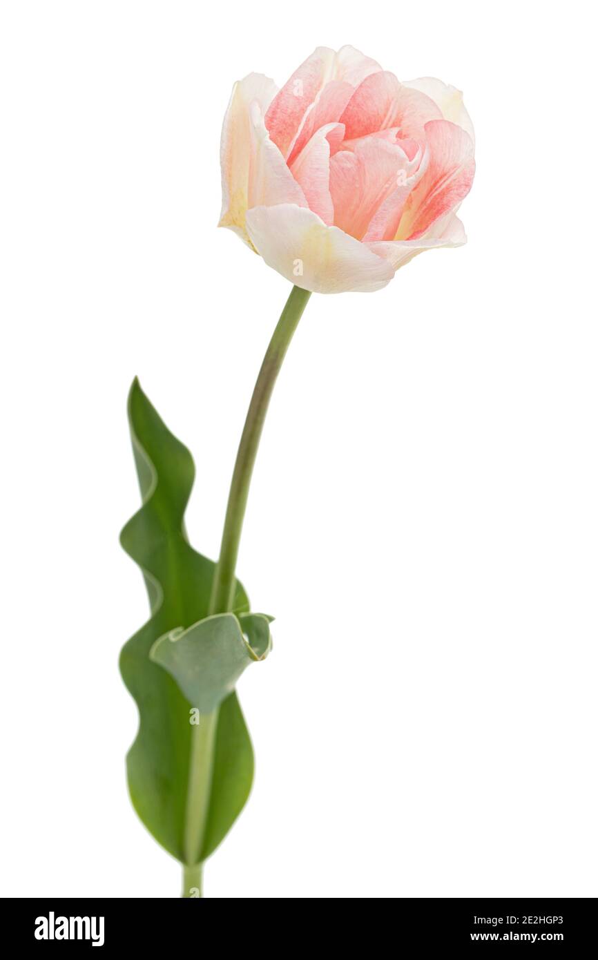 Fiori rosa di tulipano Angelique, isolati su sfondo bianco Foto Stock