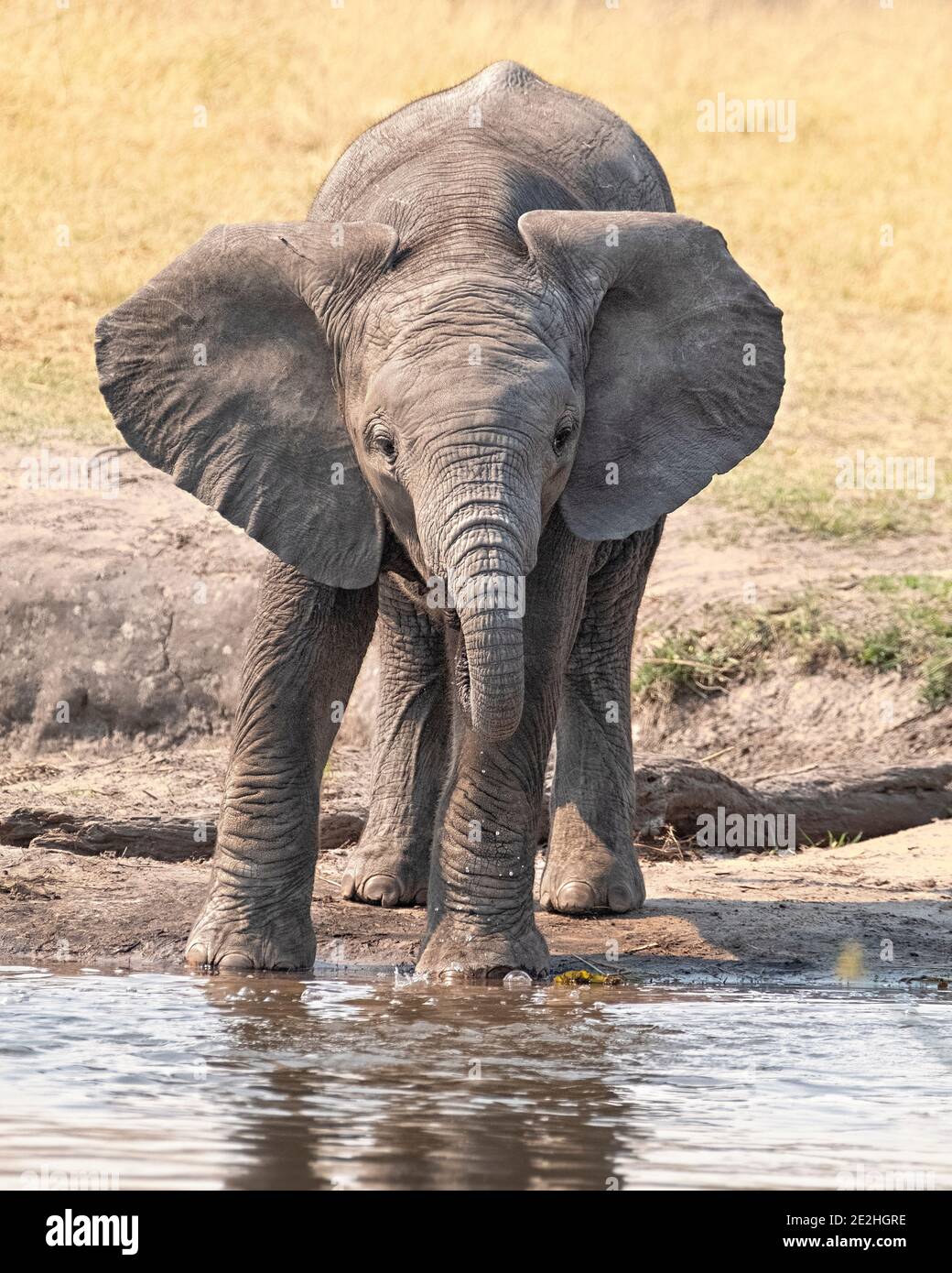 Vitello elefante, Loxodonta africana, bevendo in una buca d'acqua nel Delta di Okavango, Botswana, Africa. Foto Stock