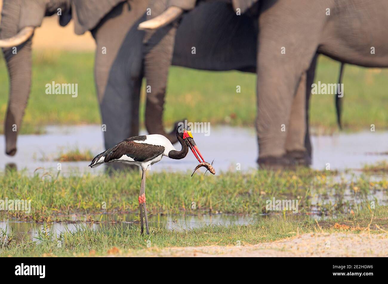 Cicogna a sella, (Ephippiorhynchus senegalensis) impalò un grande pesce. Okavango Delta, Botswana, Africa. Foto Stock