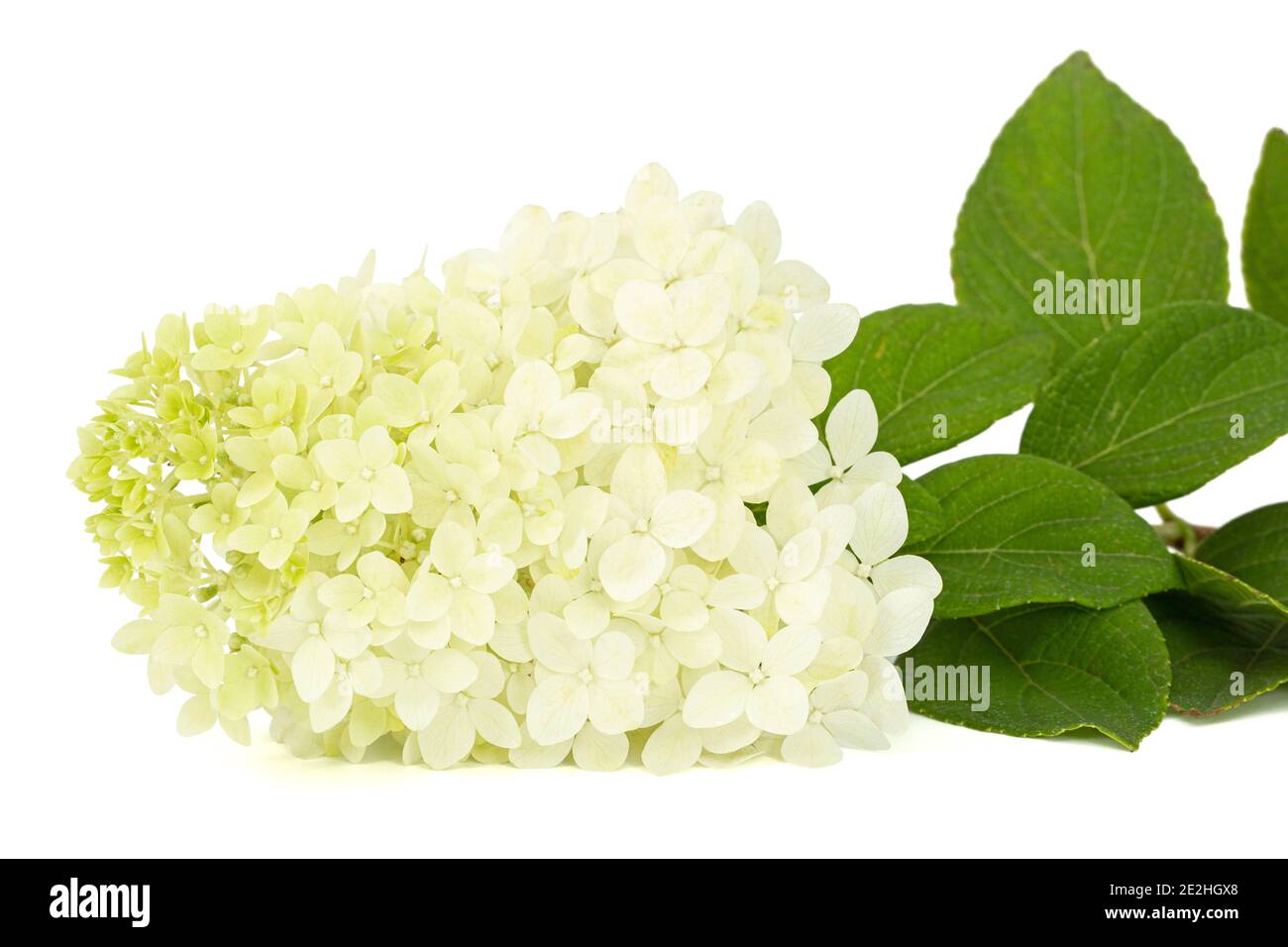 Fiori di rangea closeup, lat. Idrangea paniculata, isolata su sfondo bianco Foto Stock