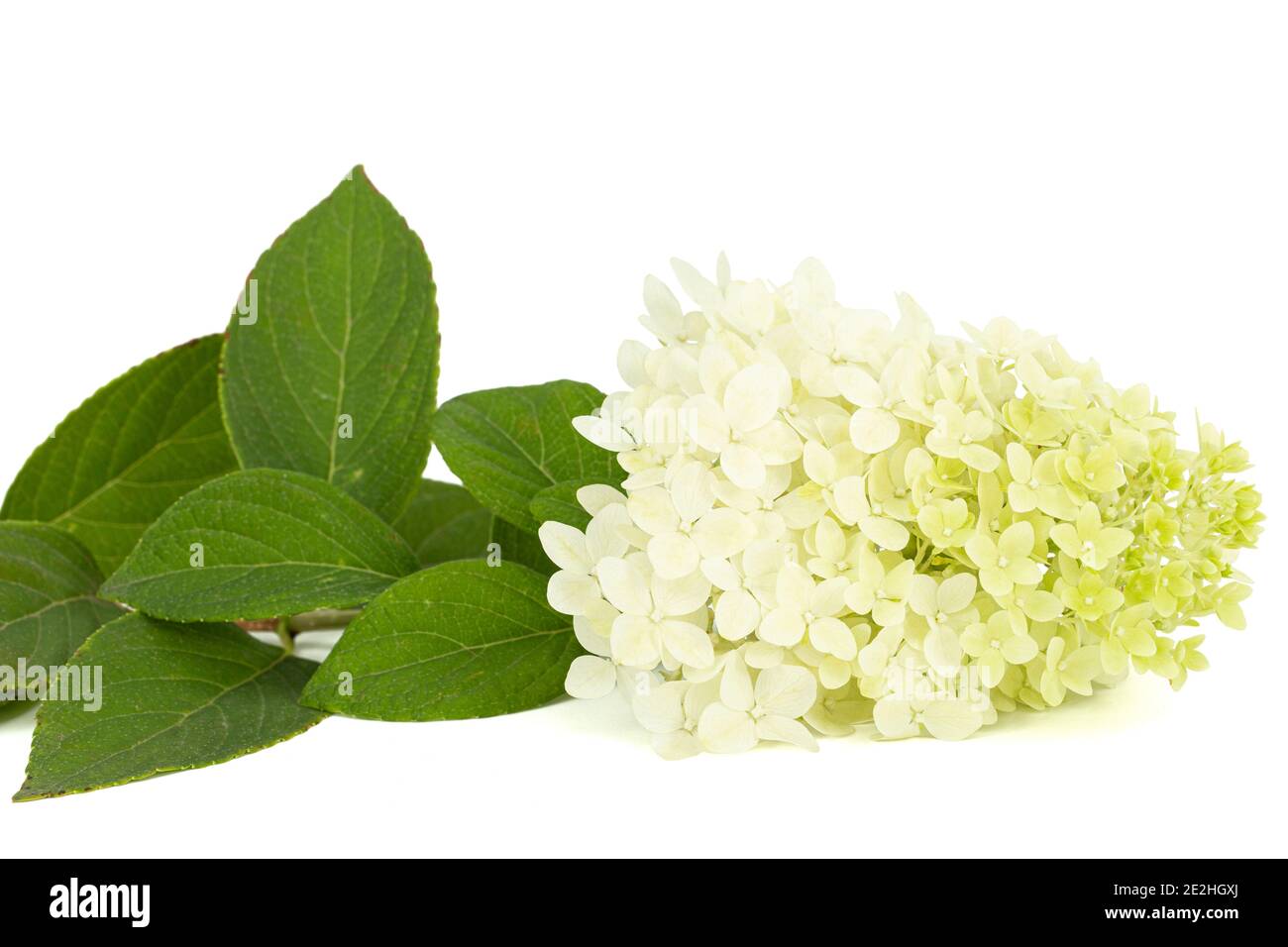 Fiori di rangea closeup, lat. Idrangea paniculata, isolata su sfondo bianco Foto Stock