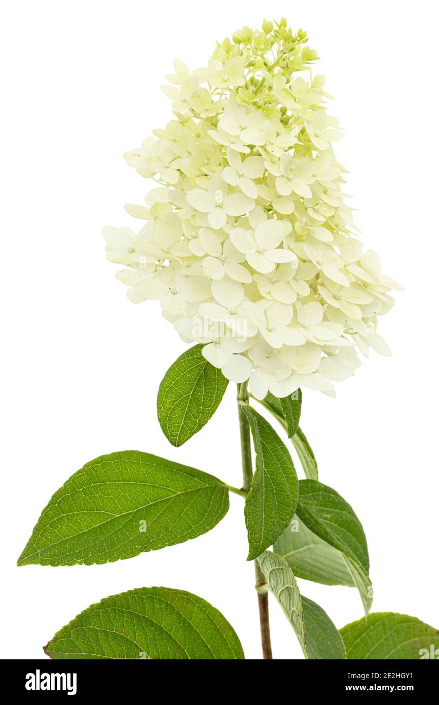 Fiori di rangea closeup, lat. Idrangea paniculata, isolata su sfondo bianco Foto Stock