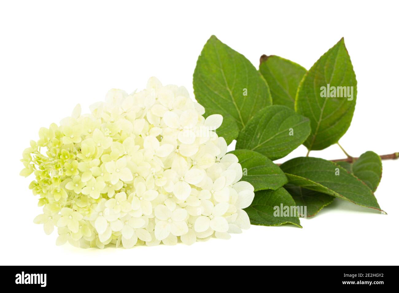 Fiori di rangea closeup, lat. Idrangea paniculata, isolata su sfondo bianco Foto Stock