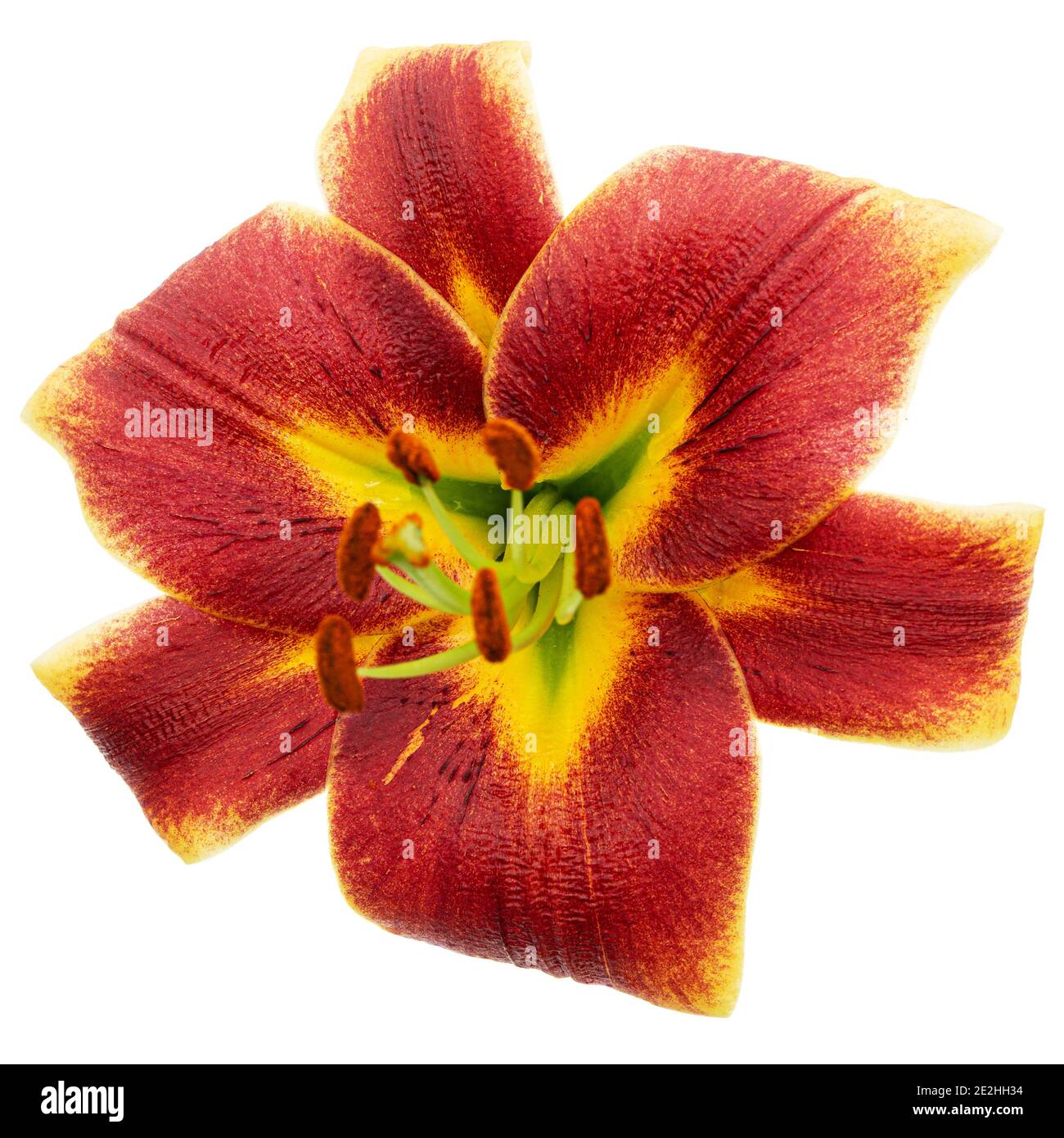 Fiore giallo-Borgogna di giglio, isolato su sfondo bianco Foto Stock