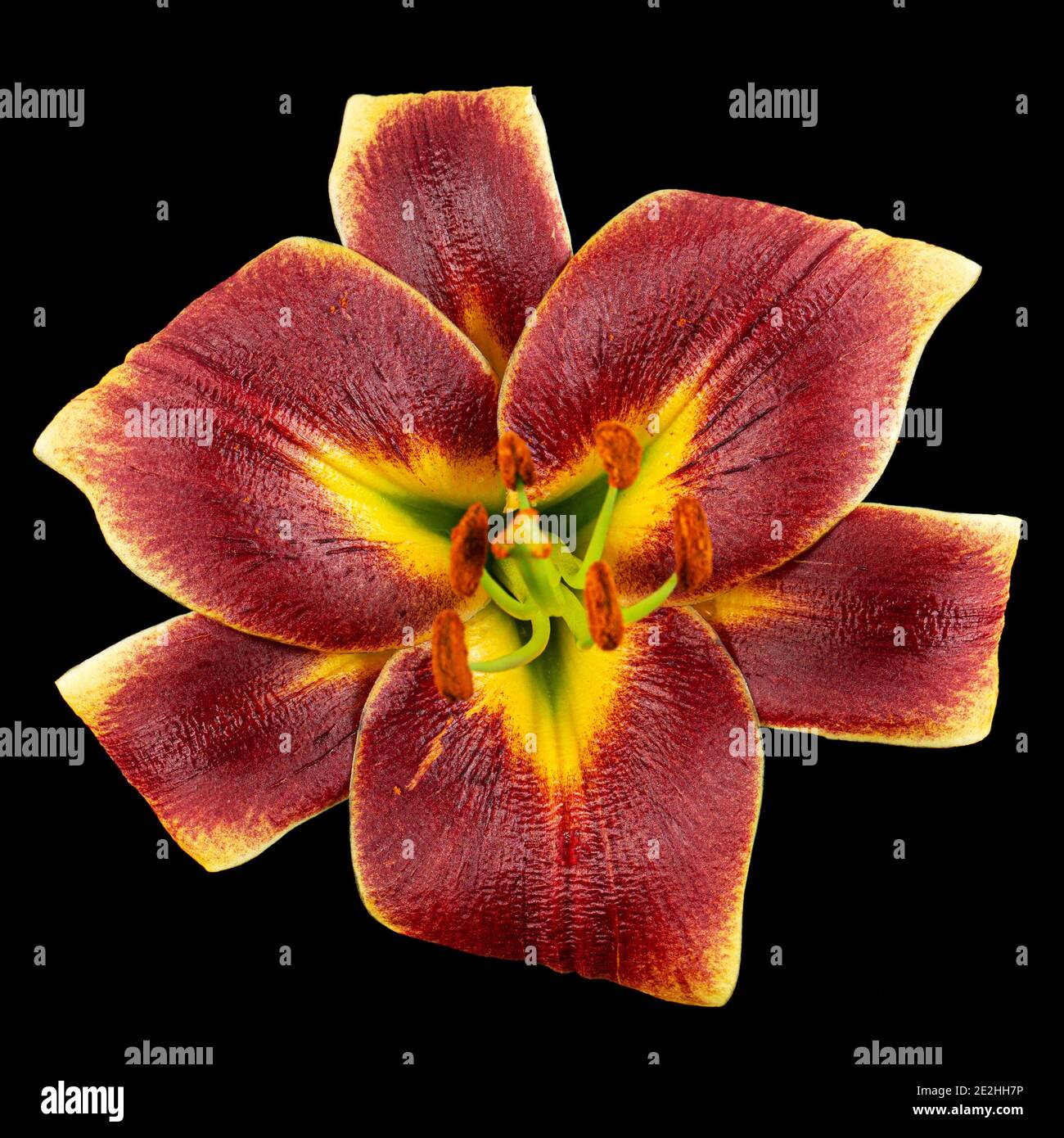 Fiore giallo-Borgogna di giglio, isolato su sfondo nero Foto Stock