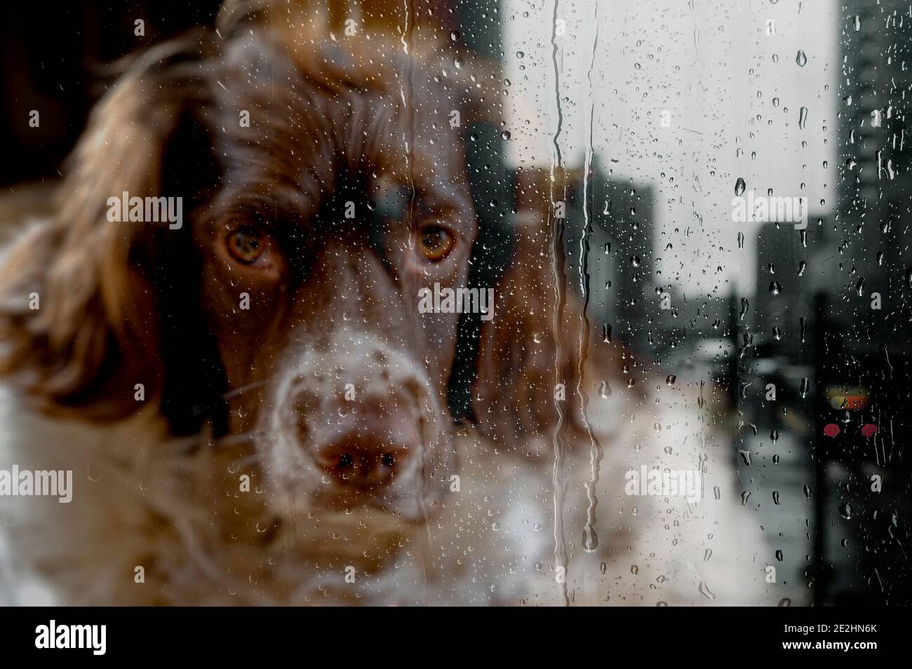 Un cane inglese Springer Spaniel guardando attraverso una finestra su una giornata piovosa bagnata Foto Stock