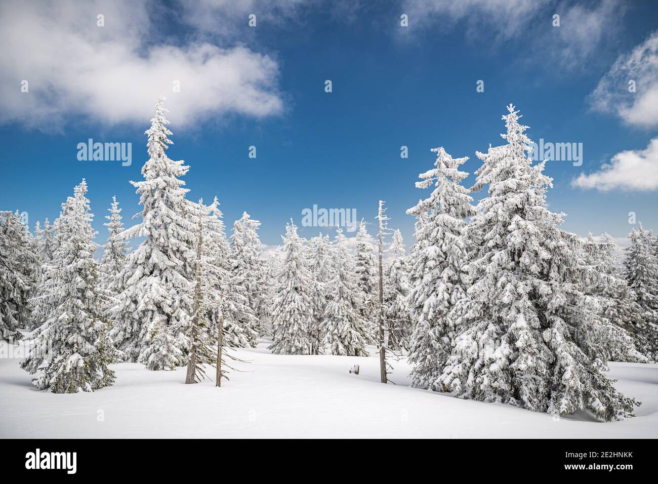 Maestosi alberi bianchi spruces che risplende dalla luce del sole contro il cielo blu scuro. Splendida scena invernale. Luogo repubblica Ceca, Krkonose. Foto Stock
