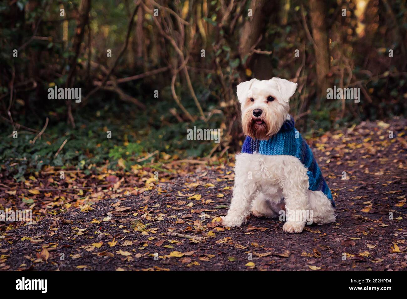 Cani invernali a cappotti Foto Stock
