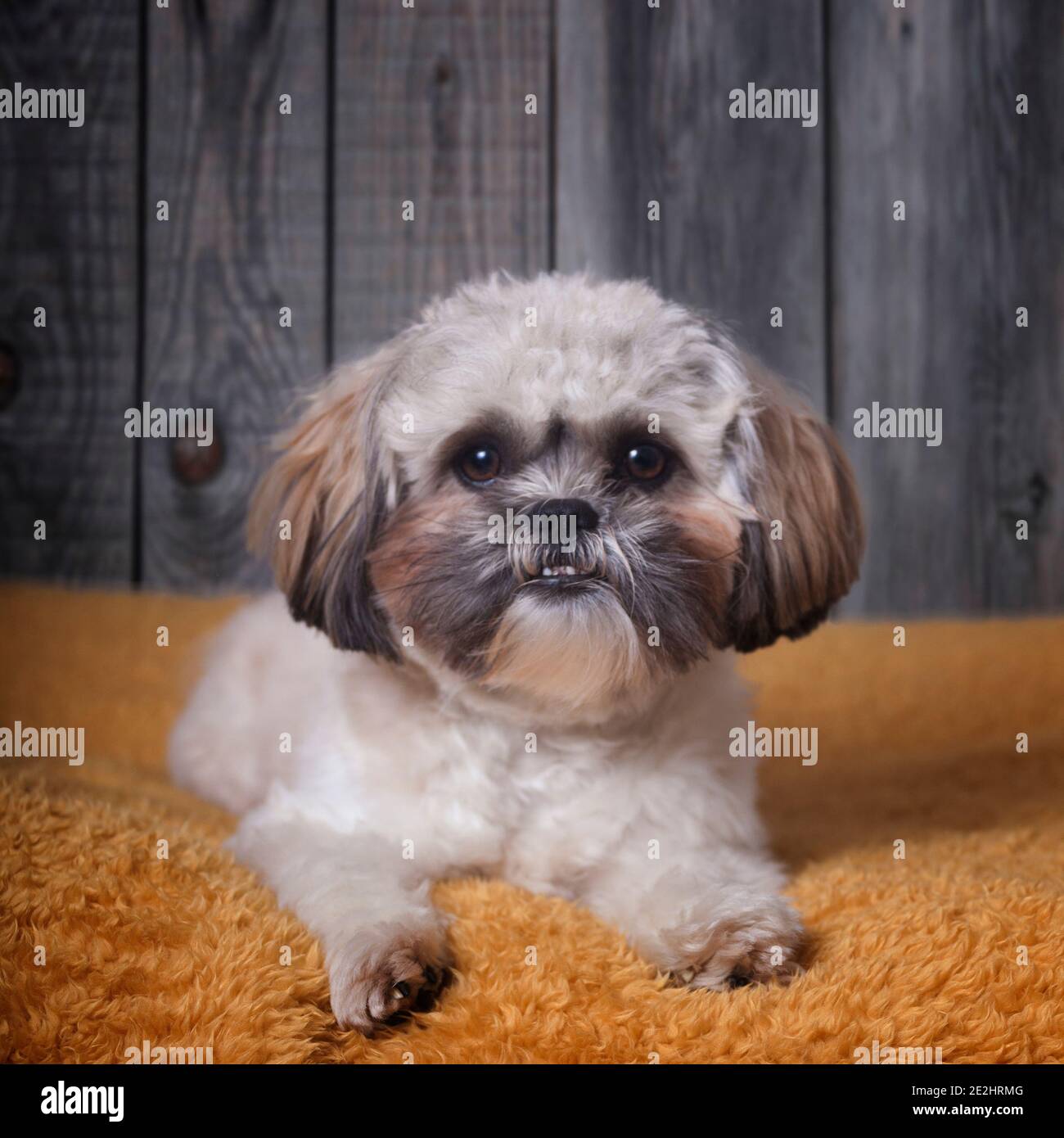 Shih-Tzu e Cockerpoo Ritratto Foto Stock