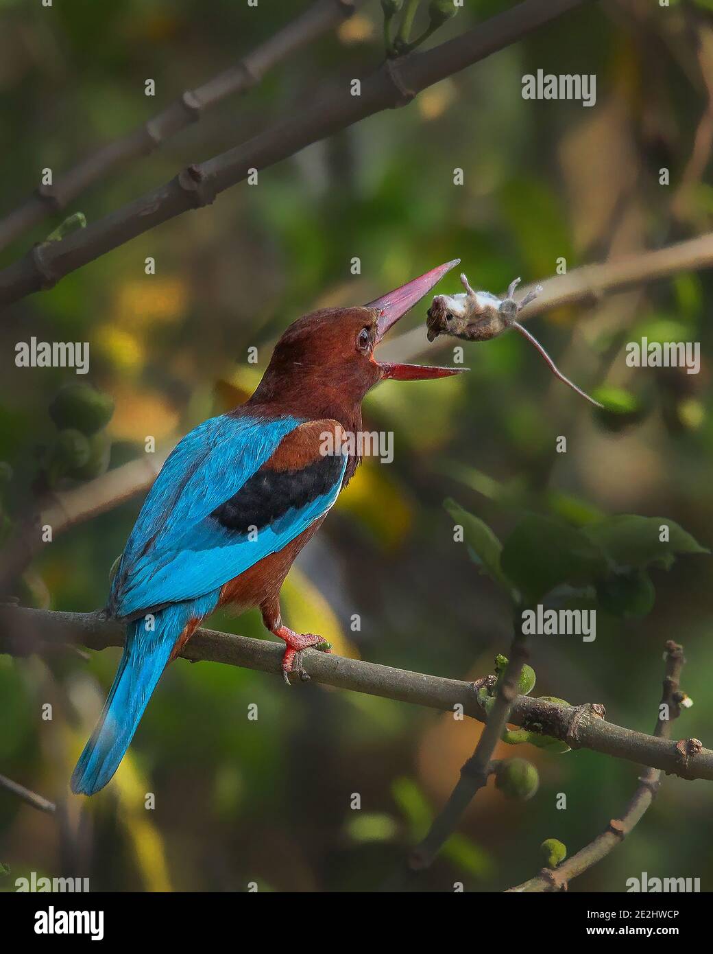 Il birdie ha deciso di buttare il mouse fuori in modo che potrebbe cercare di catturarlo di nuovo in una posizione migliore più in basso è la bocca. INDIA: LA MAMMA STUPEFACENTE Foto Stock