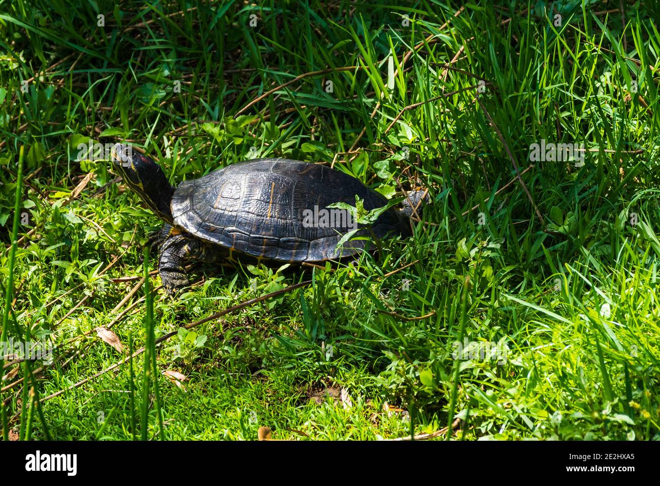 Una tartaruga di pollo della Florida si fa strada attraverso l'erba verso uno stagno vicino Foto Stock