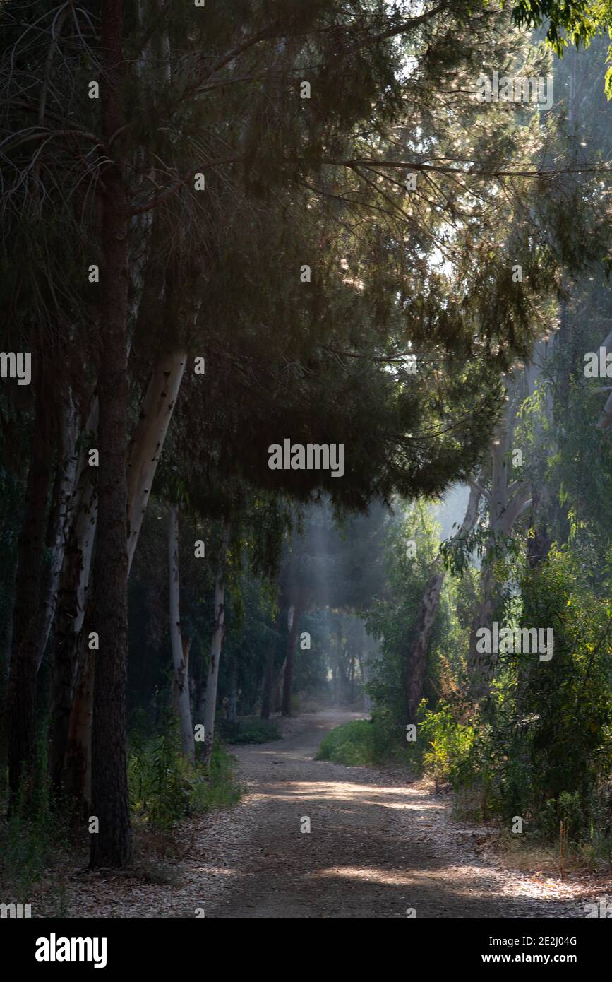 Le prime ore del mattino raggi solari che brillano attraverso gli alberi in autunno. Foto Stock