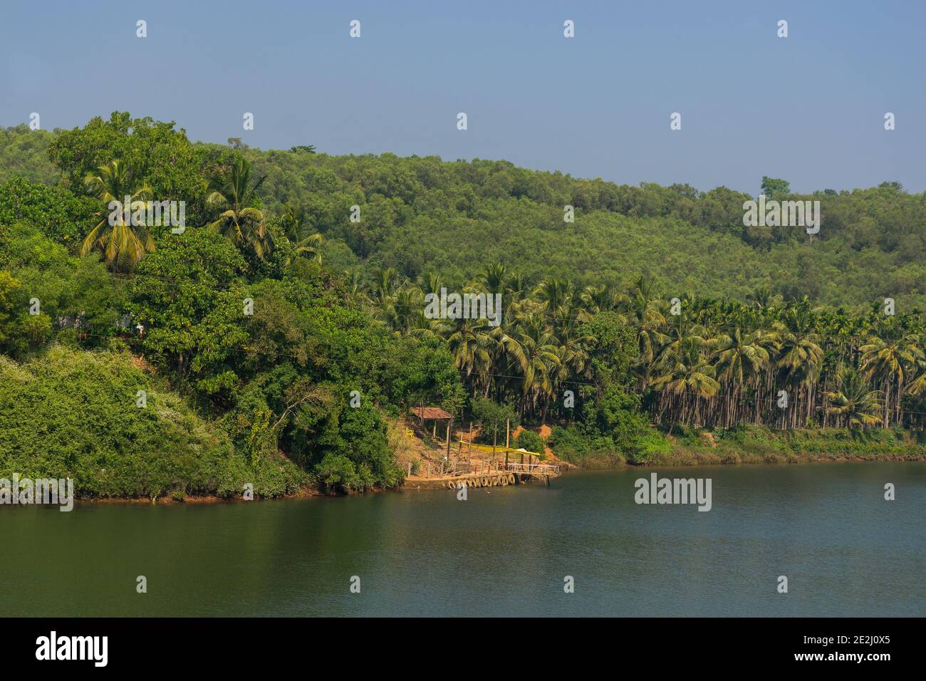 Vista panoramica del thicket di lussureggianti alberi di cocco dal Ponte Divgi situato sul fiume Aghanashini nel Nord Karnataka o Uttar Karnataka, India Foto Stock