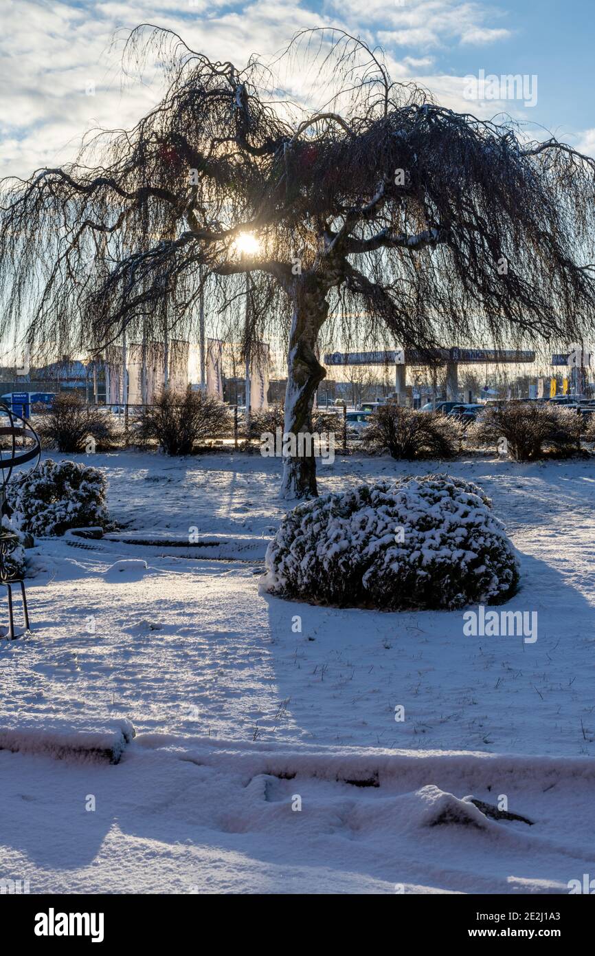 14 gennaio 2021 - Eslov, Svezia: Quest'anno ha portato più neve del solito. Una foto invernale di un albero in un giardino innevato Foto Stock