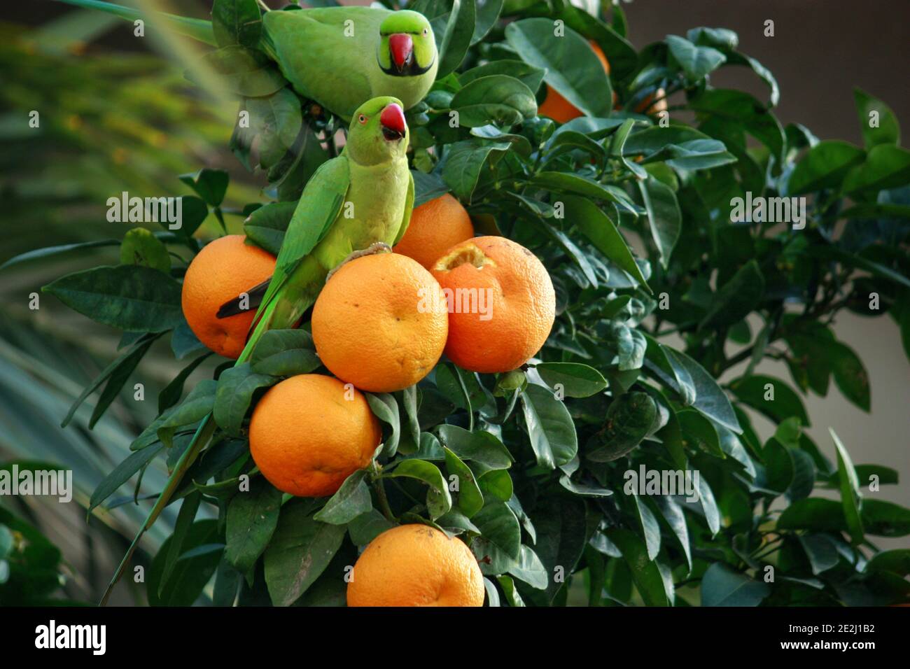 Due pappagalli verdi sulla cima di un albero arancione Foto Stock