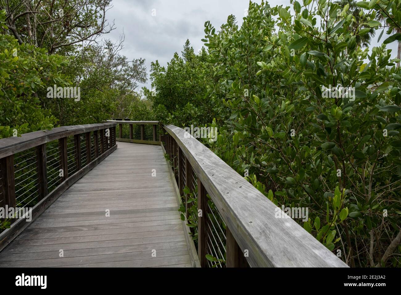 Mullet Creek Park Boardwalk, Saftey Harbour, Florida Foto Stock