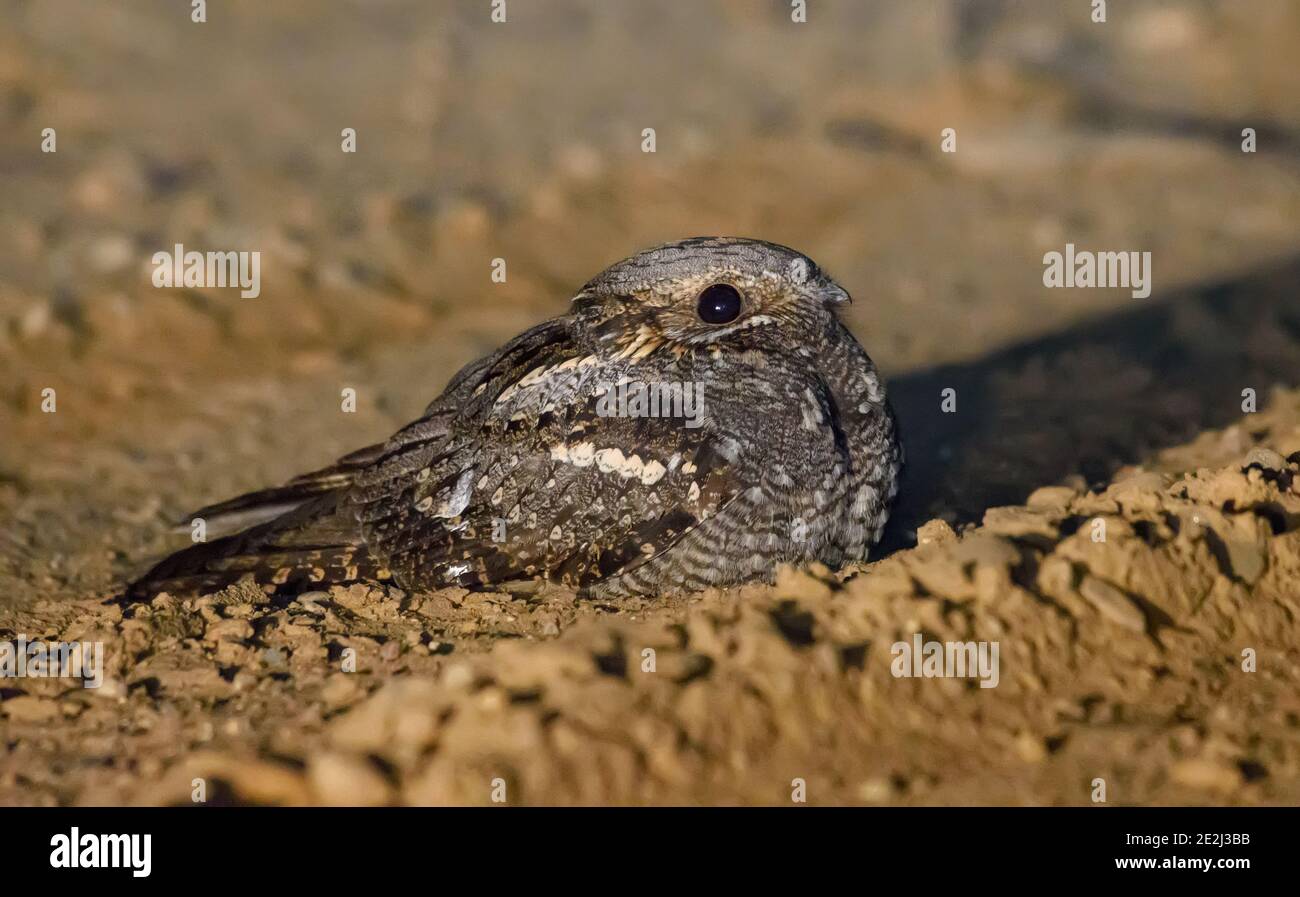 Rischioso giara da notte europea (Caprimulgus europaeus) siede e poggia su una strada sabbiosa durante la notte di primavera Foto Stock