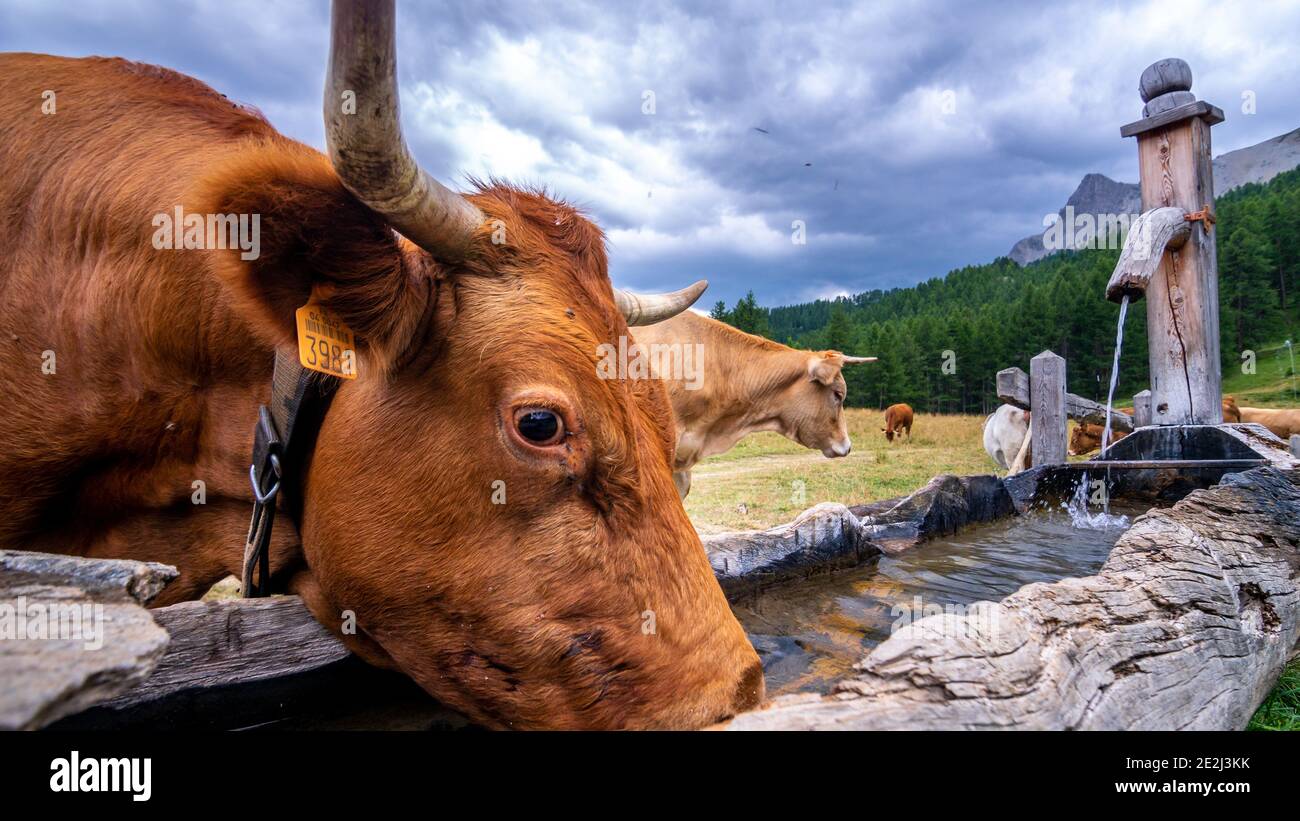 Bestiame da bere, Tour du Queyras, Queyras, Alpi francesi, Francia Foto Stock