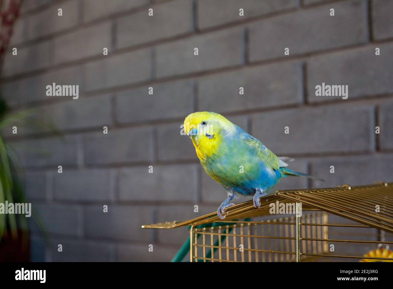 PET budgie parakeet in cima alla gabbia Foto Stock