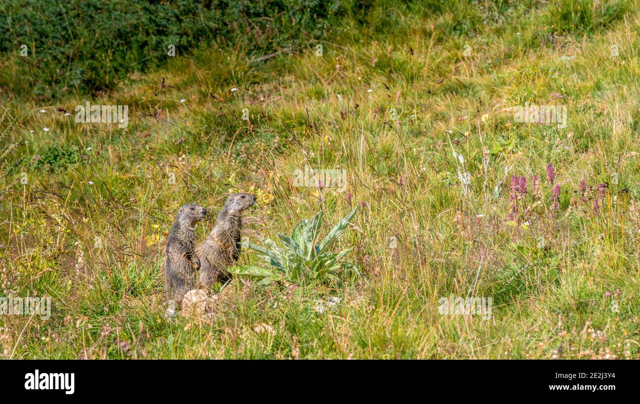 Marmot, Tour du Queyras, Queyras, Alpi francesi, Francia Foto Stock