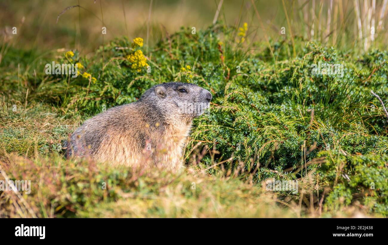Marmot, Tour du Queyras, Queyras, Alpi francesi, Francia Foto Stock