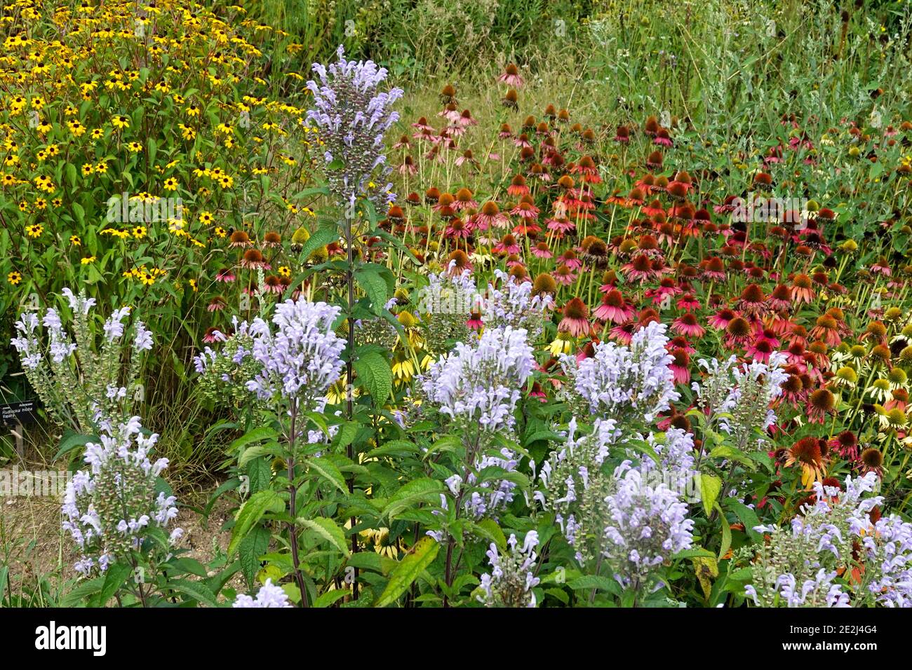 Confine di fine estate Scutellaria incana Skullcap paesaggio di prati estivi Foto Stock