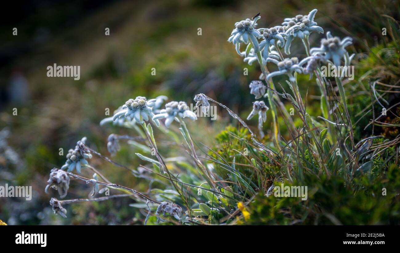 Edelweiss, Tour du Queyras, Queyras, Alpi francesi, Francia Foto Stock