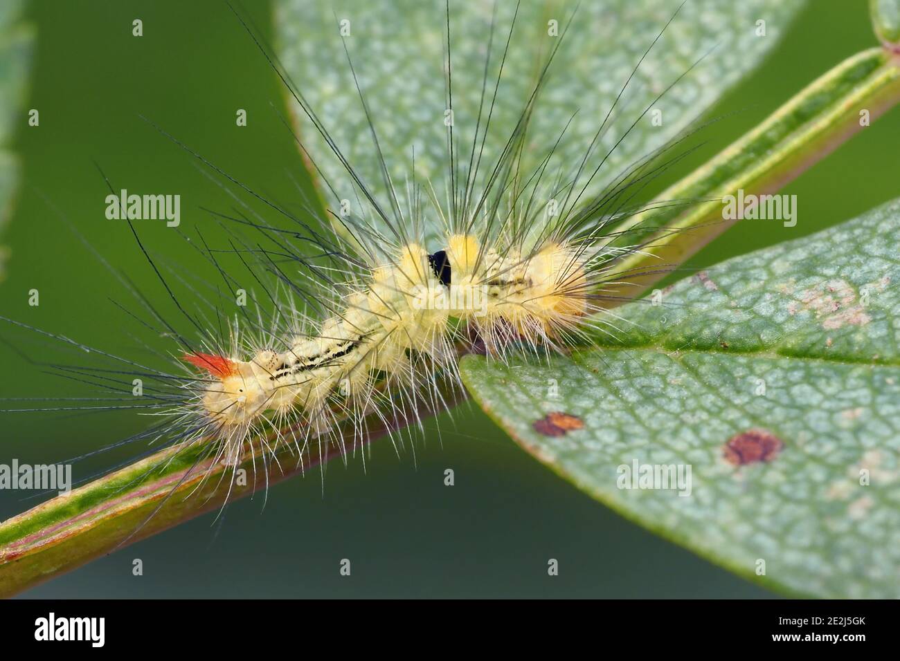 Giovane pallido Tussock Moth caterpillar (Calliteara pudibunda) sul ramo di albero di rowan. Tipperary, Irlanda Foto Stock