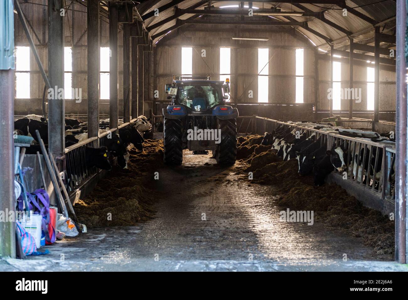 Timoleague, West Cork, Irlanda. 14 gennaio 2021. Charlie Dinneen, figlio del caseificio Timoleague John Dinneen, porta insilato in capannoni dove le mucche sono ospitate durante l'inverno. Credit: AG News/Alamy Live News Foto Stock