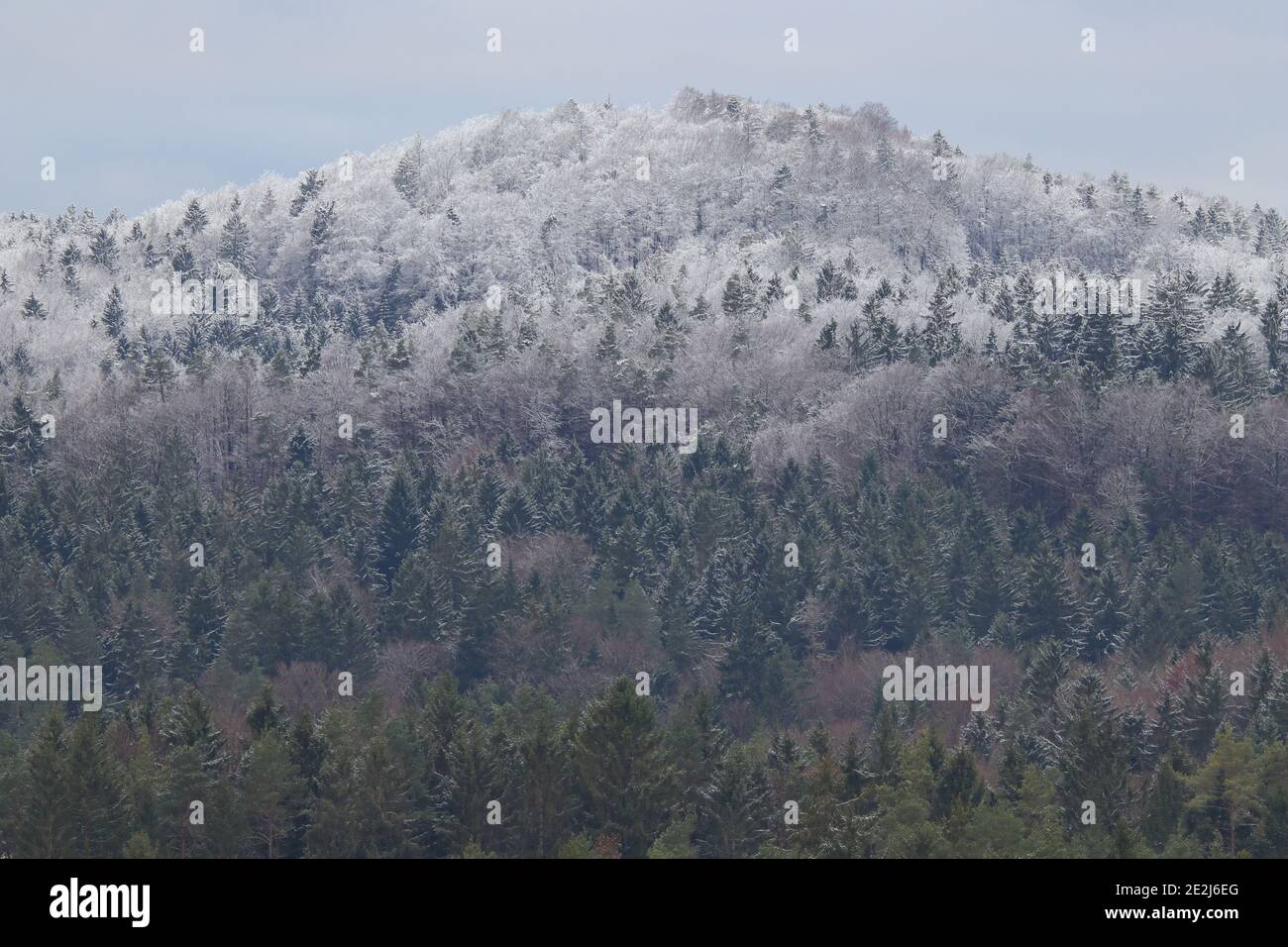 vetta della foresta innevata nell'alta franconia Foto Stock