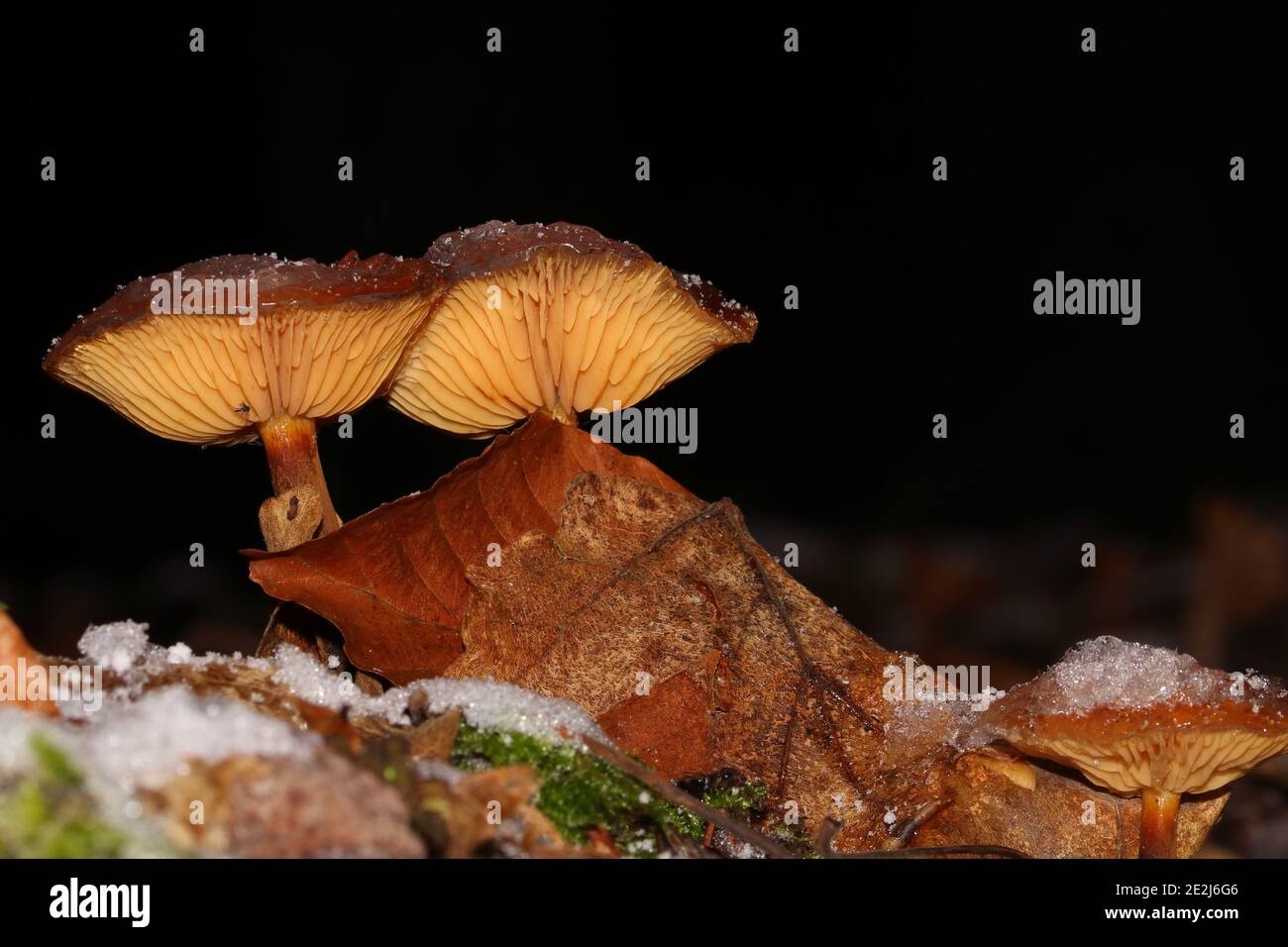 primo piano di un fungo nella foresta Foto Stock