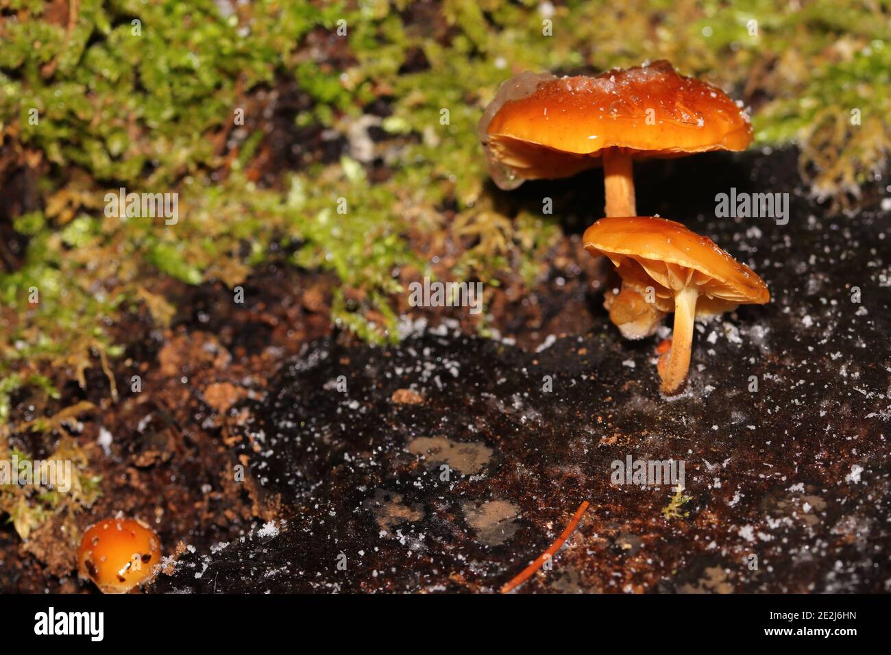 primo piano di un fungo tra muschio nella foresta a livello di superficie Foto Stock