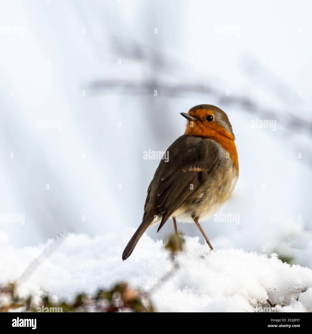 Robin appollaiato nella neve che si affaccia sulle spalle Foto Stock