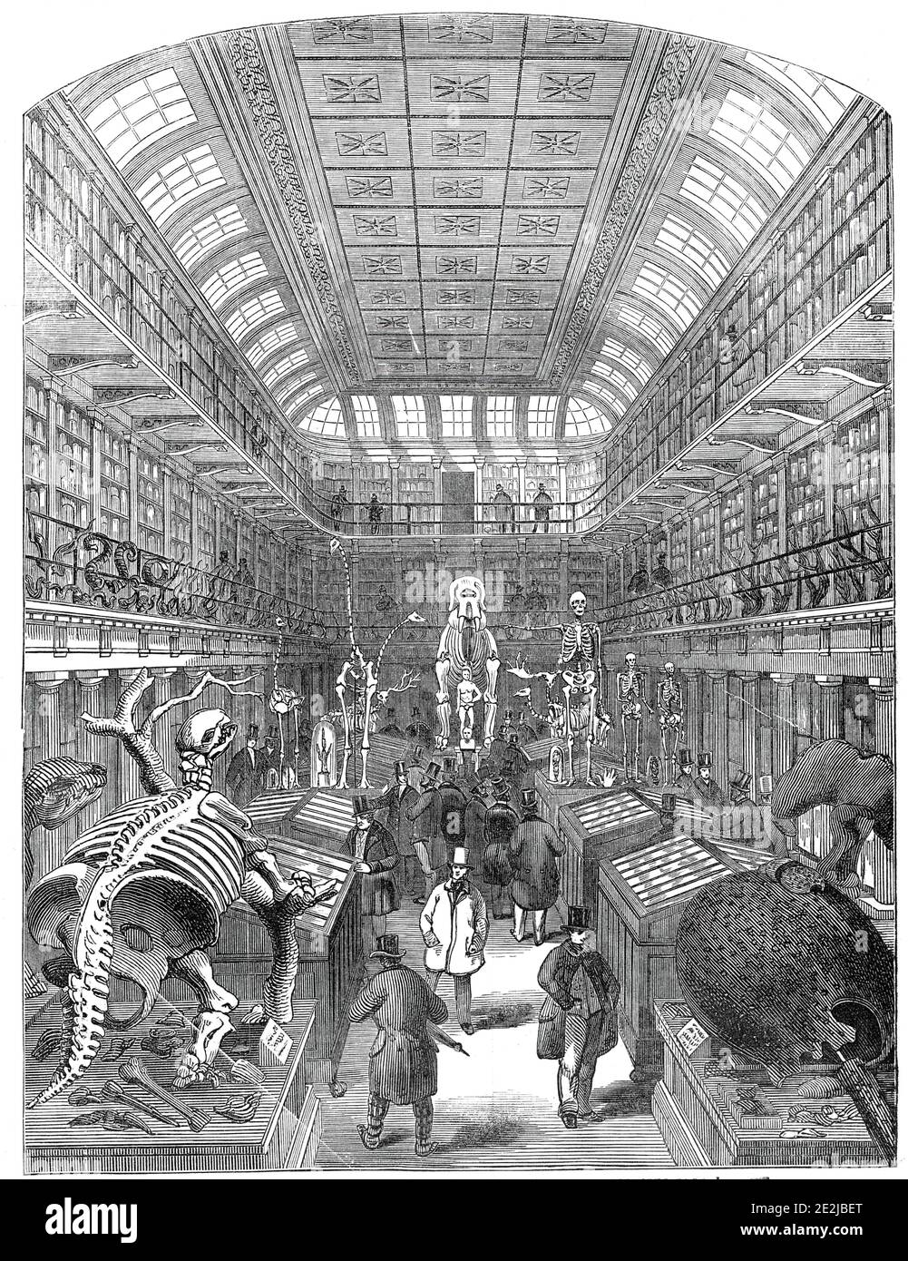 Il Museo Hunteriano, presso il Royal College of Surgeons, 1845. Mostra di scheletri animali presso l'Hunterian di Londra. "Il primo grande oggetto visto, a destra, è il fossile di un gigantesco Armadillo estinto, di Buenos Ayres. Un guscio dell'armadillo comune è posto su questo enorme esemplare, per mostrare a confronto la sua vastità, che era anche la sua protezione, in quanto non ha giunti con cui rotolare, come l'animale di oggi. A sinistra si trova lo scheletro fossile del Mylodon, un grande quadruplicato estinto della famiglia Sloth, che si trova anche a Buenos Ayres. È disposto come se si arrampicasse Foto Stock