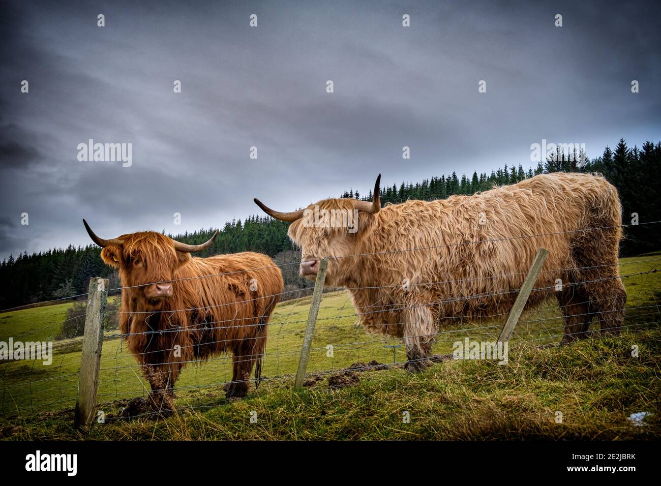 Mucche Highland a Glen Coiltie sopra Drumnadrochit nelle Highlands scozzesi. Foto Stock