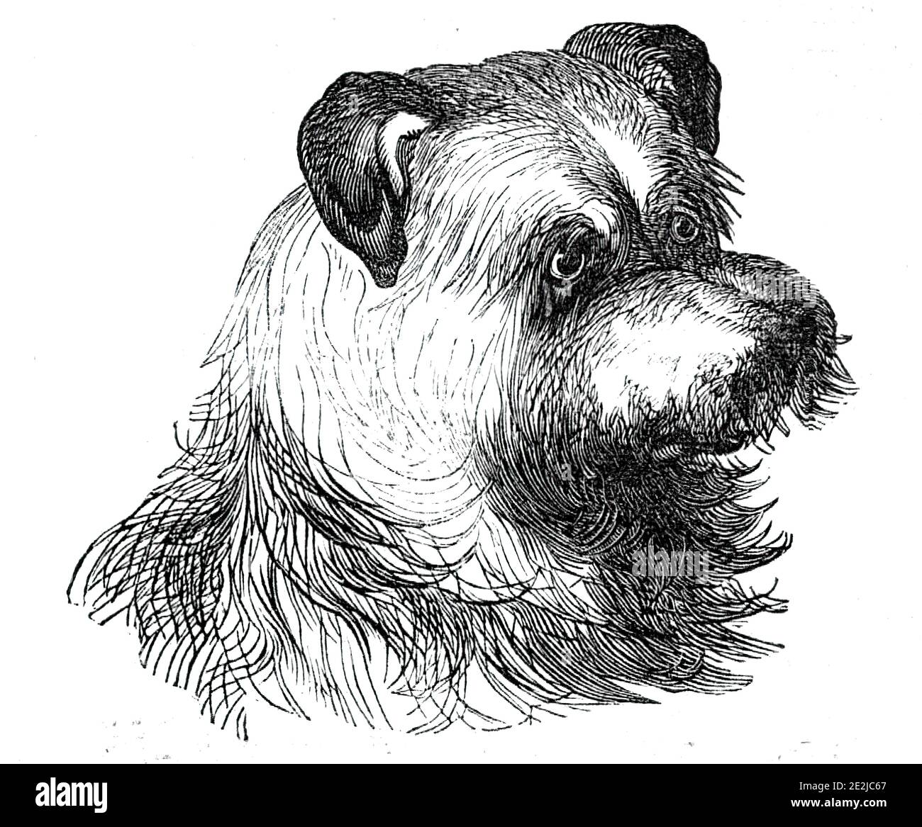 Capo dello Scotch Terrier, 1844. Da "Illustrated London News", 1844, Vol V. Foto Stock