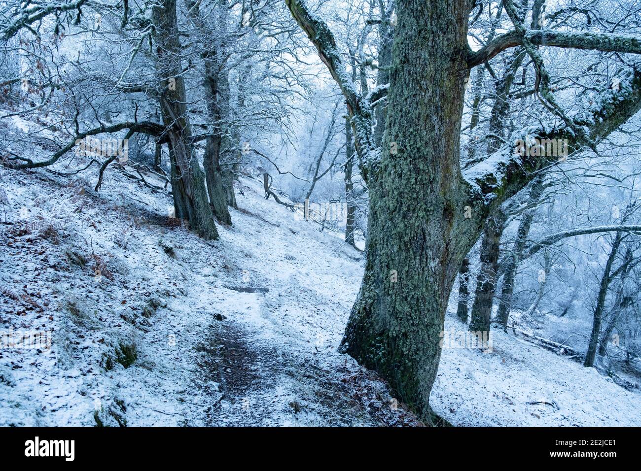 Il tempo invernale ha rivestito le querce sisal del Bosco di Dhiavach vicino a Drumnadrochit, Scozia in una coperta innevata. Foto Stock