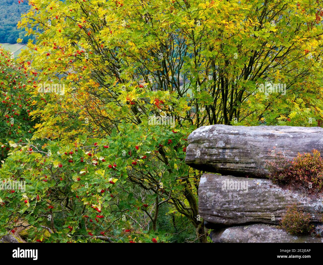 Cenere di montagna o albero di Rowan con bacche rosse in ritardo Estate crescente su Froggatt Edge nel Peak District National Park Derbyshire Inghilterra Regno Unito Foto Stock