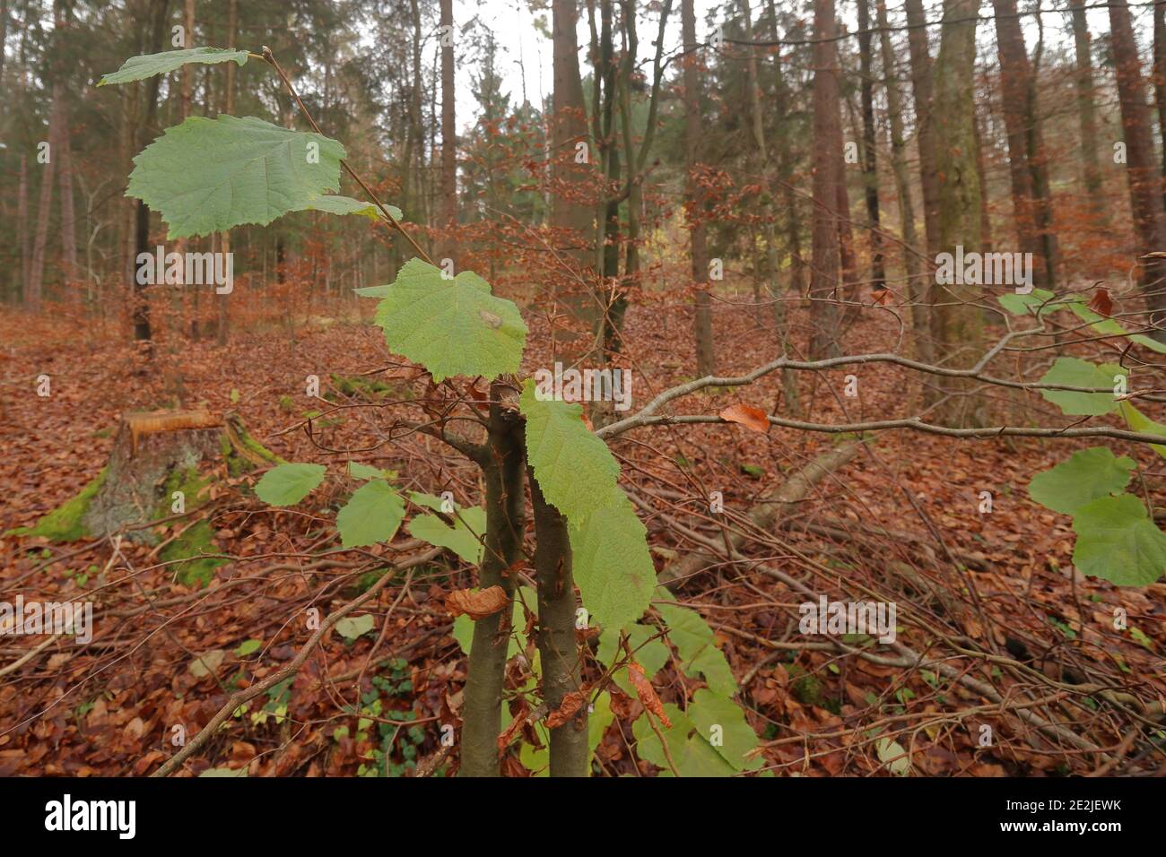 primo piano di foglie vicino a un sentiero escursionistico in una foresta Foto Stock