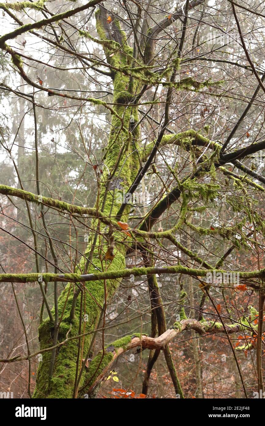 albero mussoso scenico nella foresta superiore della franconia Foto Stock