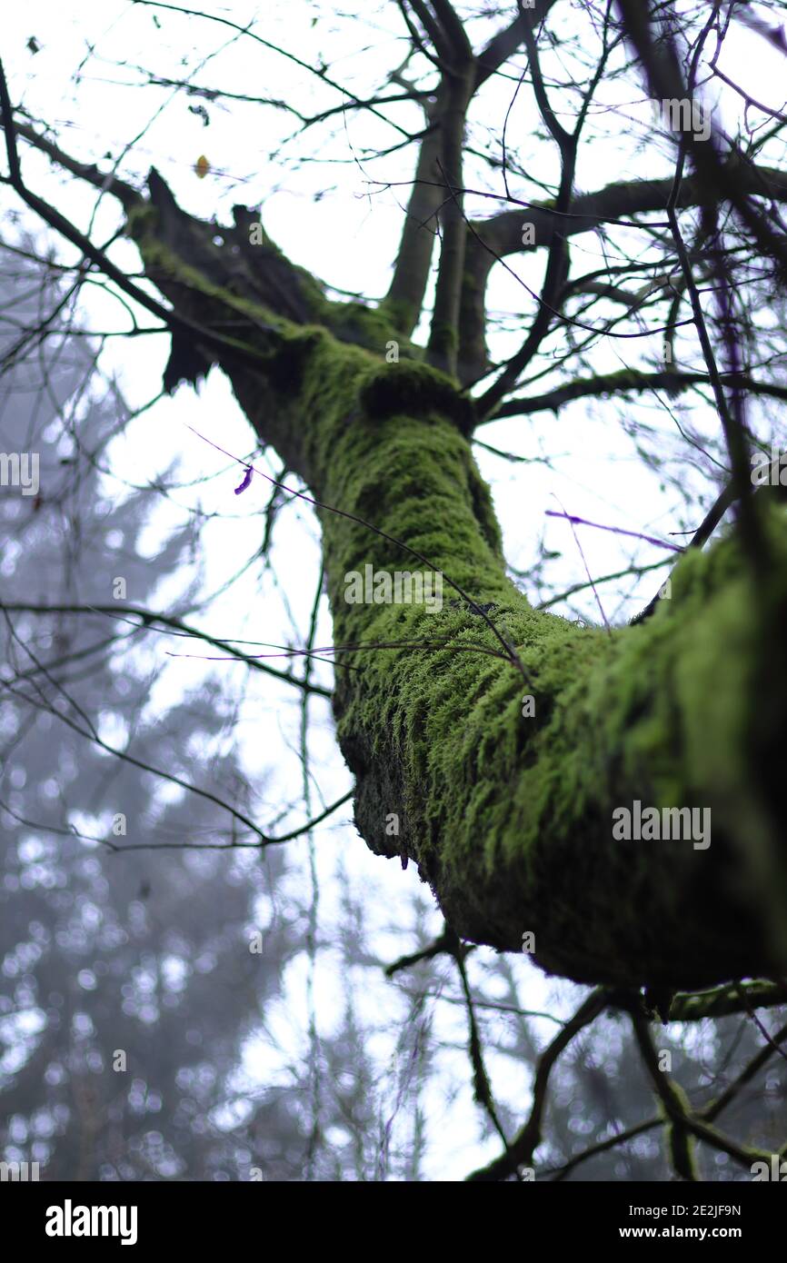 albero mussoso scenico nella foresta superiore della franconia Foto Stock