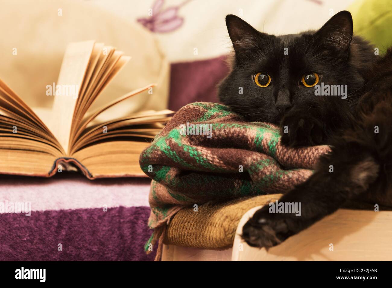 Gatto nero attento con libro aperto. Foto Stock