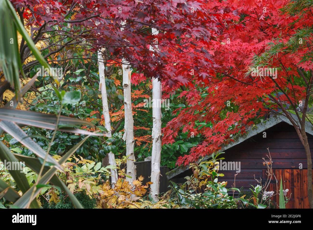 Betula utilis var. Jacquemontii corteccia al Four Seasons Garden a fine ottobre Foto Stock