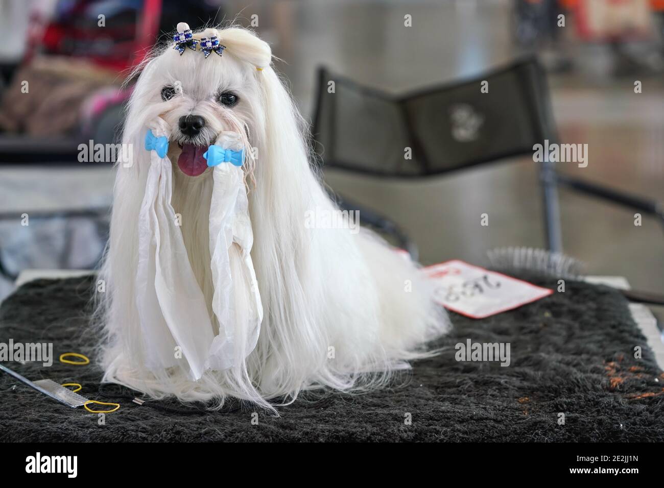 Piccolo cane bianco Shih Tzu seduto sul tavolo, che si cura prima del concorso canino, archi scintillanti nei suoi capelli, e bande intorno alla bocca Foto Stock