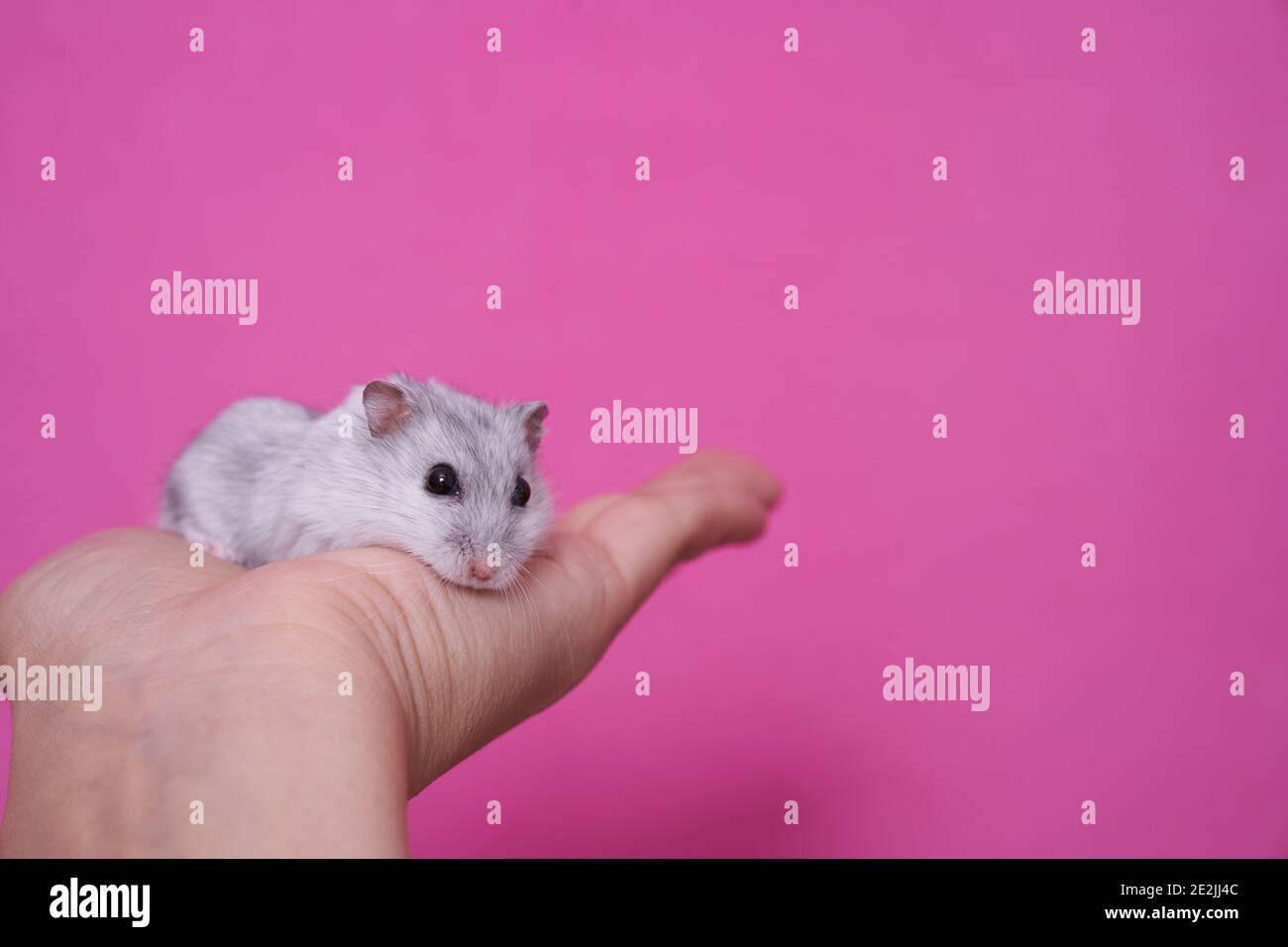 Mano che tiene un criceto Dzungarian bianco e grigio su un sfondo rosa Foto Stock