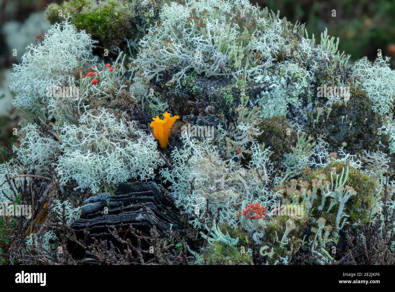 Un fungo, stagshorn giallo, viscosa di Calocera, che cresce tra i licheni su poppa di pino. Foto Stock
